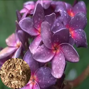 Green River 10 Purple Pink Plumeria Seeds- Tropical Flower Seeds, Fragrant Patio Plant, Perfect for Containers or Warm Gardens, Exotic Beauty, Easy to Grow, Perennial Appeal