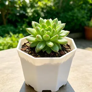 Echeveria ‘Oracrium’ Succulent – Rare Colorful Live Plant, Easy Care Bare Root Succulent, Indoor Decor, Beginner Friendly