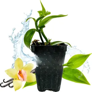 Vanilla Bean Orchid Live Plant - Vanilla planifolia