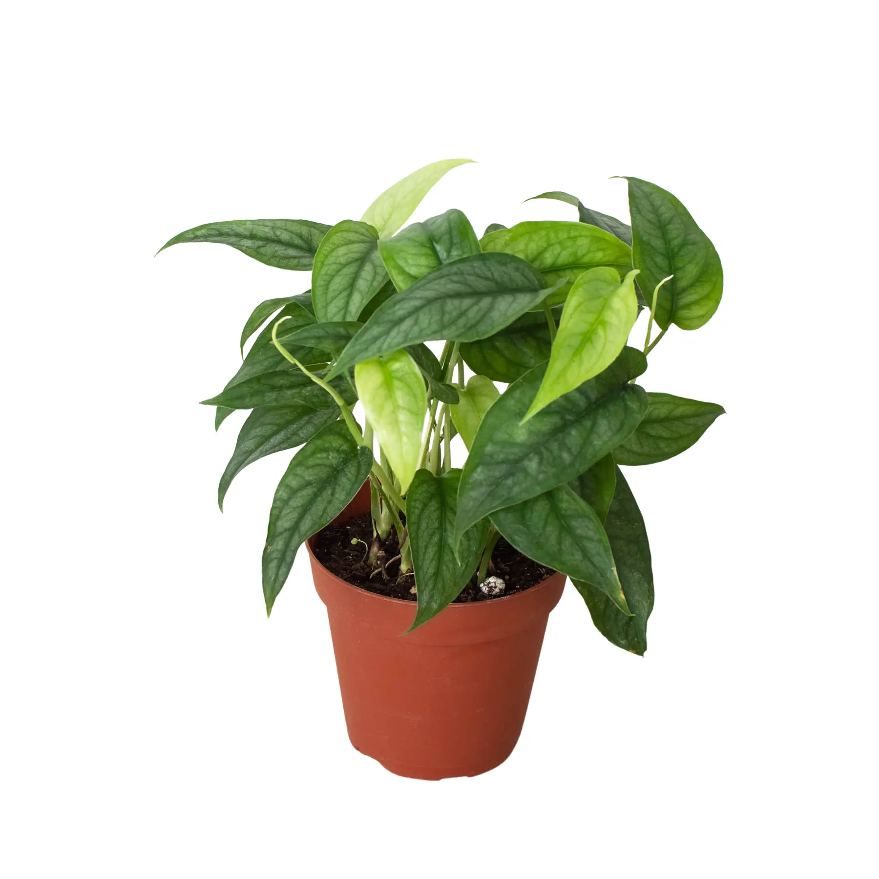 Monstera 'Siltepecana', Silver Monstera, Live Houseplant, Indoor Plant