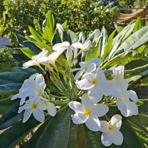 Hawaiian WHITE Ulaula Plumeria Frangipani Plant 8" Top Cutting All Seasons Easy to Root Sunlight Loving Flowering Plant