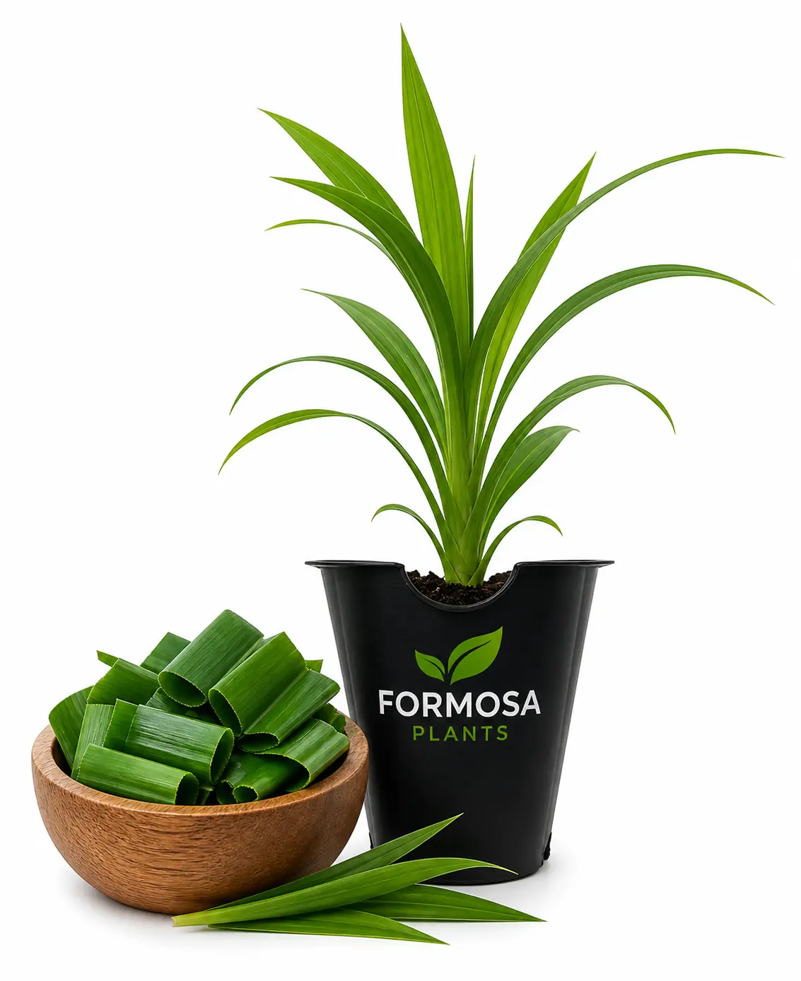 Pandan Plant - 1 Live Plant in a 2 Inch Pot - Fragrant Edible Tropical Herb, Sweet Vanilla-Like Aromatic Leaves for Cooking and Baking - Pandanus amaryllifolius