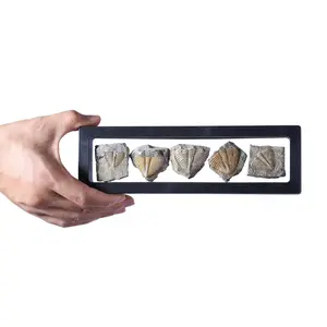 Set of 5 Authentic Real Trilobite Tail Fossil Rock Kit 450 Million Years Ago for Collections and Education