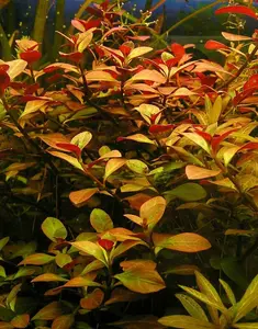 BUY 2 GET 1 FREE Ludwigia Repens-Easy Live Aquarium Pond Aquatic Plant
