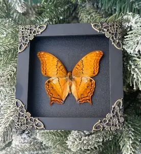 Orange Butterfly Art Shadow Box, Insect Framed Display, Dark Academia & Gothic Decor, Nature Inspired Wall Art, Unique Curiosities Cabinet Ornament, Perfect Anniversary Gift for Oddities Collectors, Whimsigoth Style Home Gallery, K12-31-DE