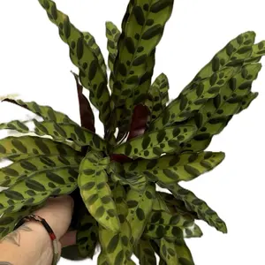 6” Rattlesnake Calathea, Lancifolia