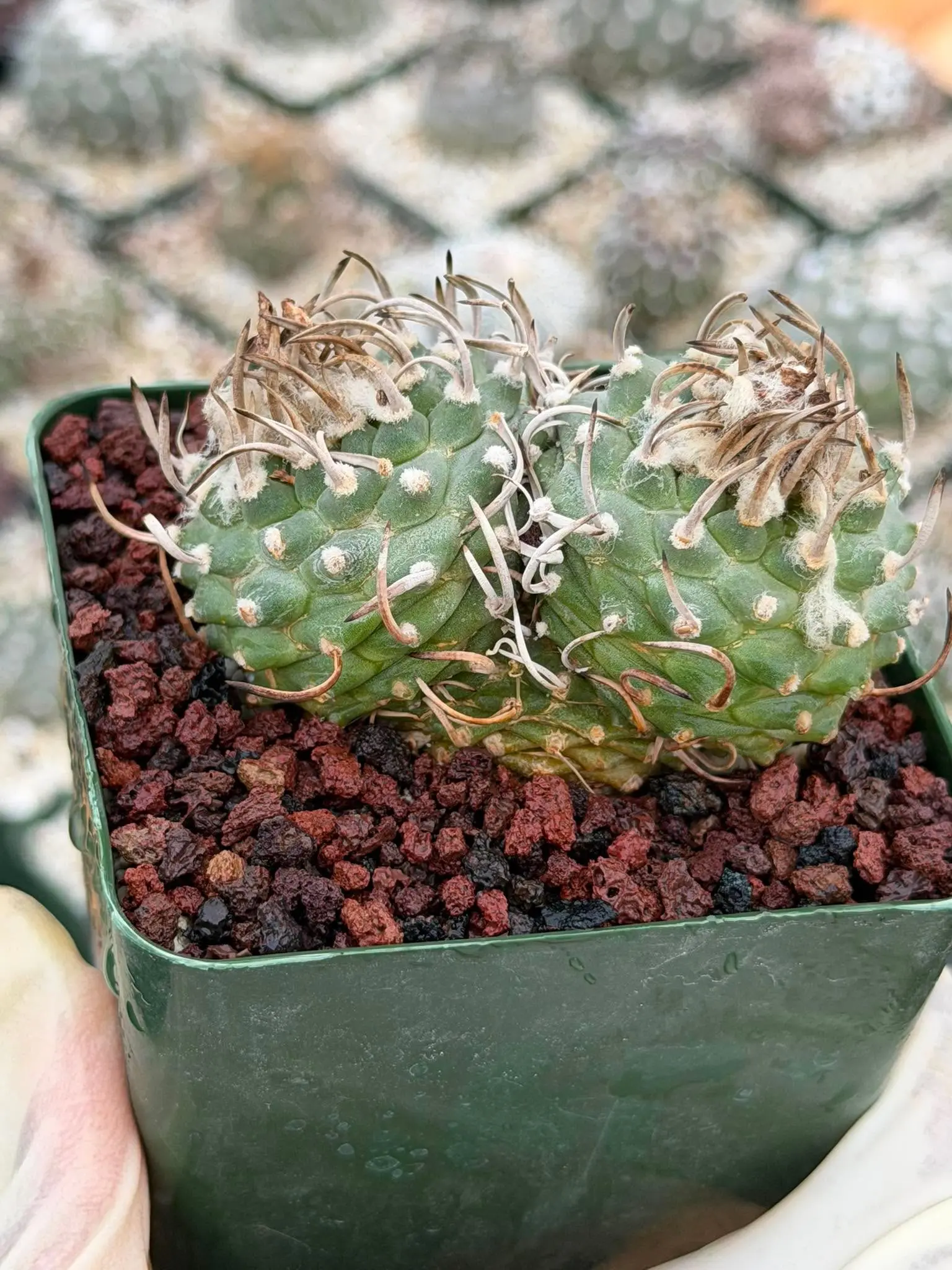 Turbinicarpus Schmiedickeanus – Rare Double-Head Seed-Grown Cactus | Live Plant #955