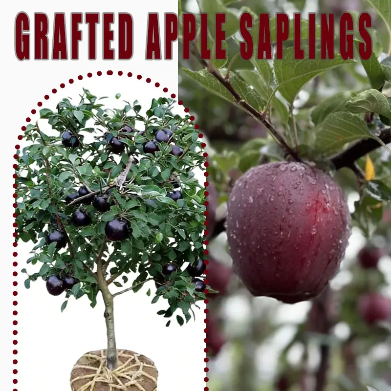 Grafted Black Apple Saplings Bare Root Live Fruit Tree Sweet Dark Apple For Home Garden