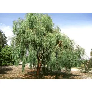 Green River 5 Shoestring Willow Seeds - Narrow Leaf Beauty, Modern Garden Statement, Flower Seed Pack, Wind-Resilient Tree, Unique Texture Creator