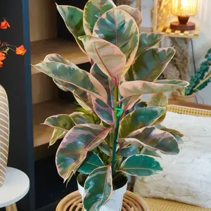 Ficus Ruby Rubber Tree - 6” Pot