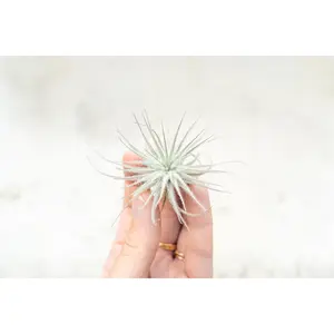 Tillandsia Tectorum Ecuador Air Plants [3 or 6 Pack] Low Maintenance House Plant Decor - Whimsical - Vintage - Air Purifying - Self Care - Healthy Living