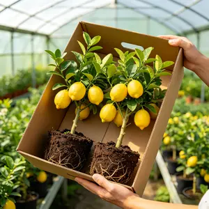 Meyer Lemon Tree Live Plant in Pot – Fruit-Bearing Citrus for Indoor & Outdoor Use – Fast Growing, Low Maintenance, Perfect for Home, Patio & Garden – Lush Green Foliage, Fresh Lemons & Great Gardener Gift