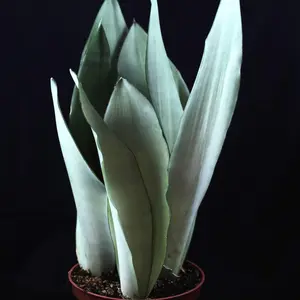 Moonshine Snake Plant - Sansevieria moonshine