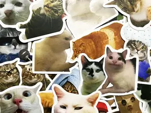 ( RANDOM 5 STICKER) Cat Meme Stickers Cute Cats