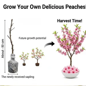 Bare-Root Peach Tree Sapling - Fast-Growing Fruit Tree for Home Garden, Sweet Juicy Peaches, Cold-Hardy, Easy to Plant, Live Fruit Plant for Backyard Orchard & Patio, Beginner-Friendly Gardening Gift, Grows Fresh Peaches in Just 2-3 Years!