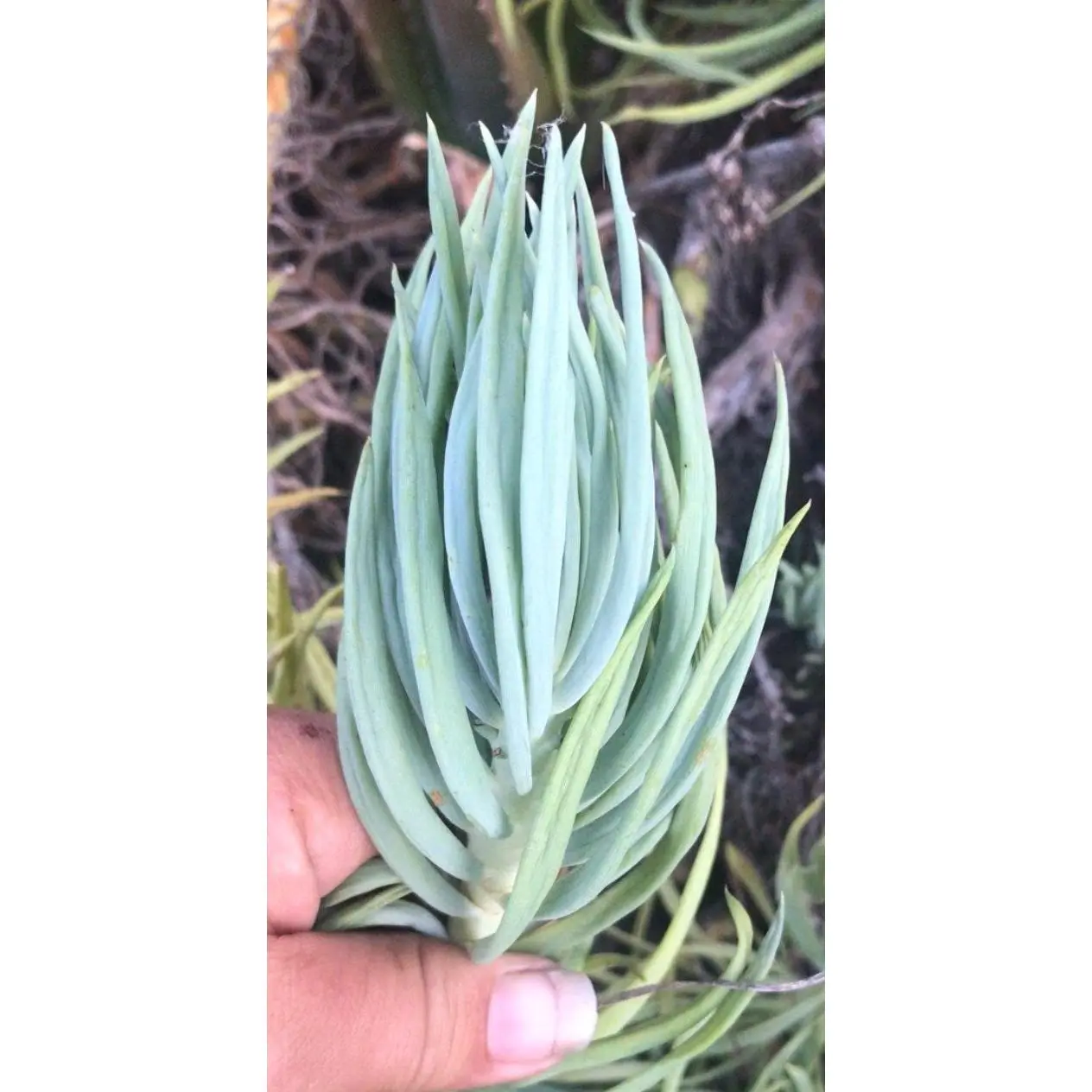 2 inch Succulent Chalksticks cuttings