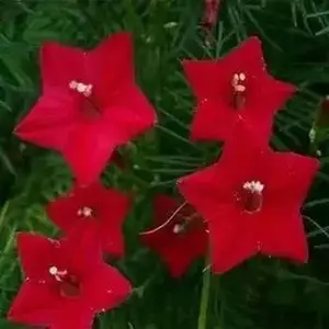 Cypress Vine Seeds (Ipomoea Pennata) Red Flowers vine,