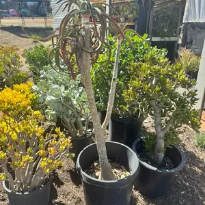 Tree Aloe Hybrid bare roots