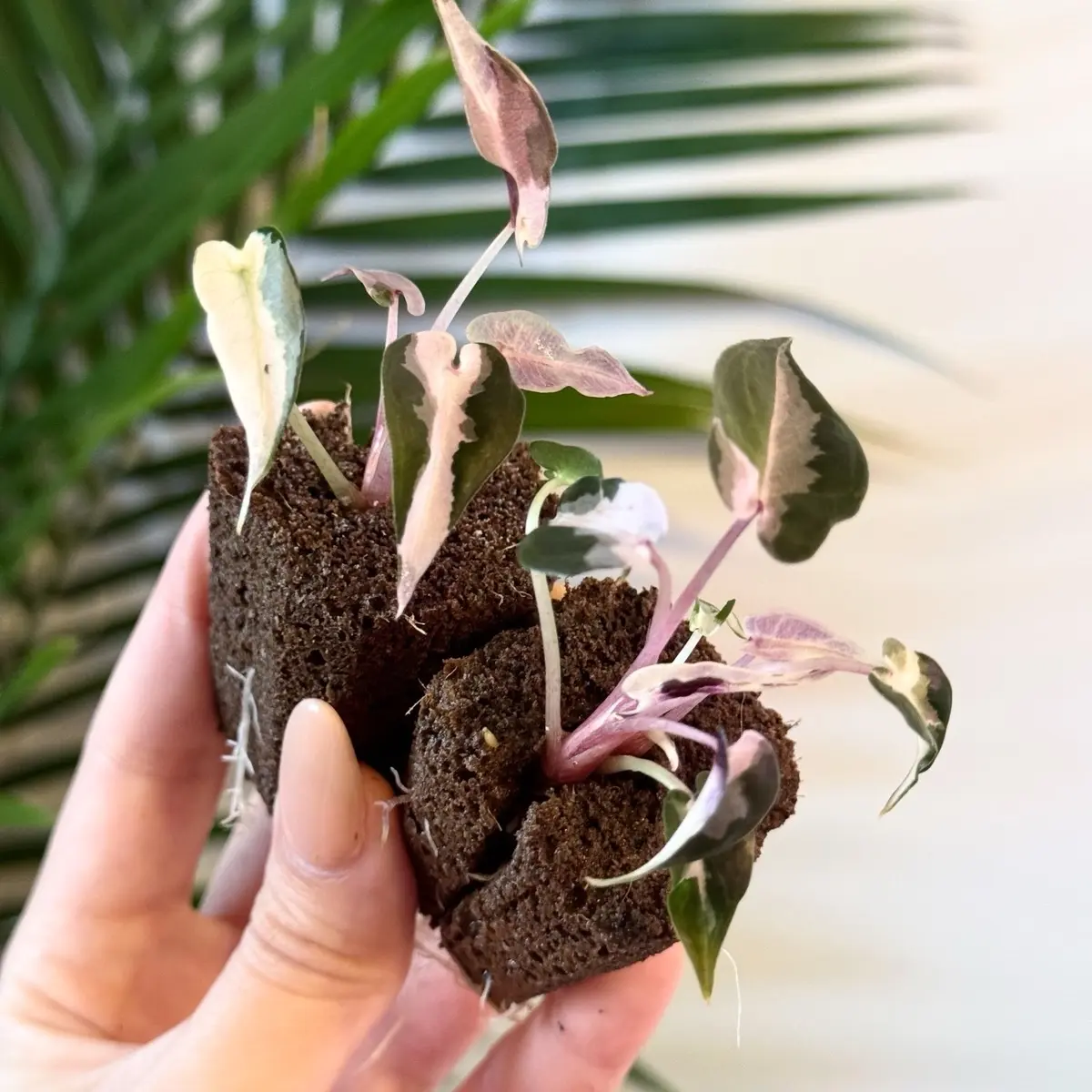 Variegated Alocasia Bambino Plug