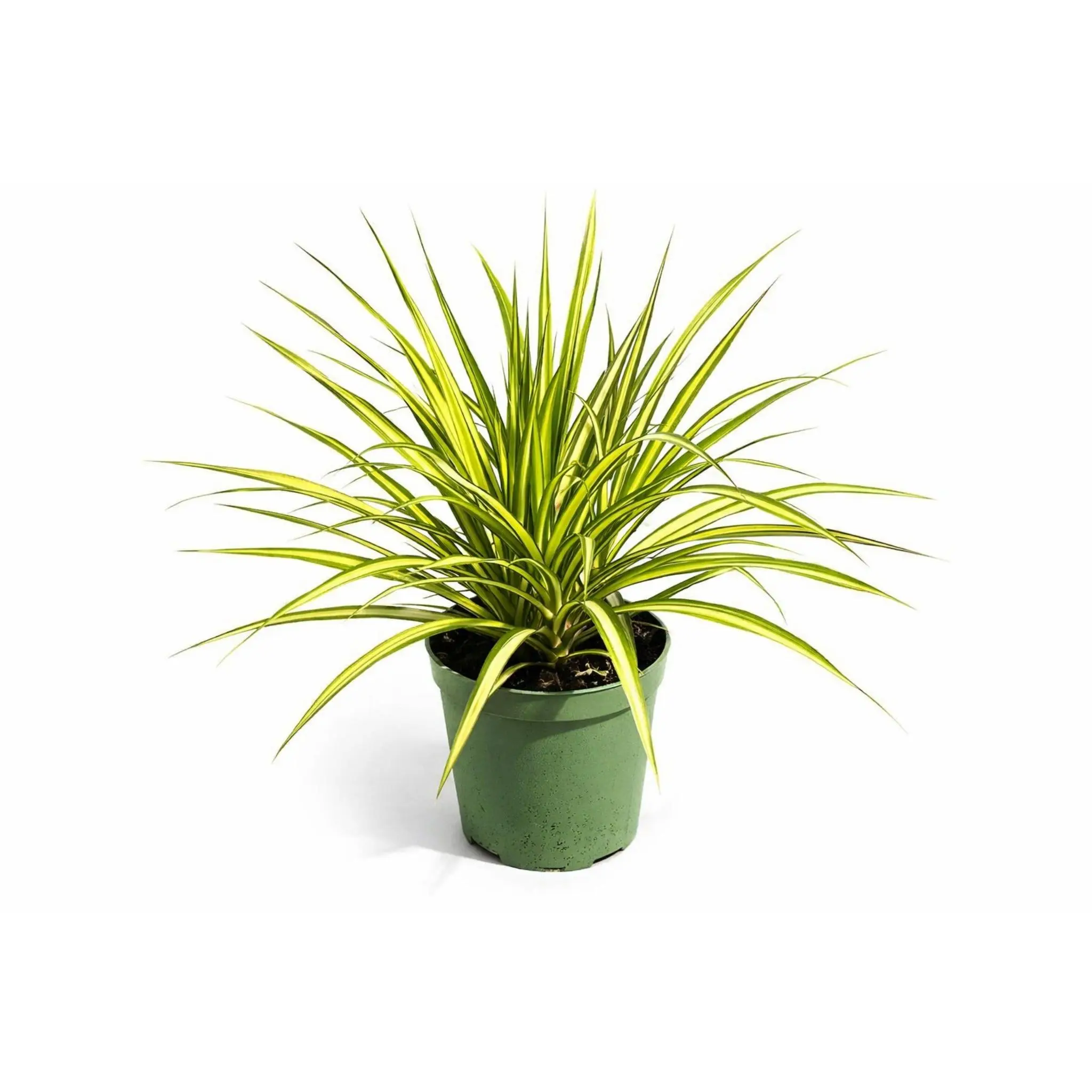 Dracaena Kiwi, Air Purifying, Live Plant, Tropical Houseplant,