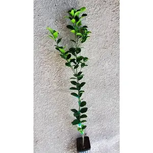 KEY LIME THORNLESS Dwarf Tree/ Mexican Lime Plant