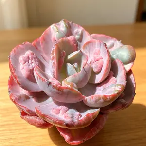 Echeveria ‘Lunar Heart’ Variegata – Rare Variegated Succulent Plant, Live Bare Root (No Pot), Easy Care, Pink & Green Rosette, Drought Tolerant, Collector Plant, Home Decor & Plant Lover Gift