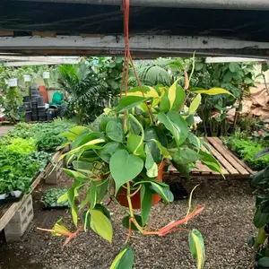 Easy-to-Care-For Brazil Cordatum Plant for Home  - 6 inch Room Decor