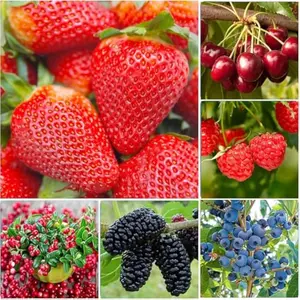 1500+ Mix Fruit Seeds for Planting, 400 Strawberry 200 Blueberry 300 Raspberry 300 Mulberry 200 Cranberry 20 Cherry, 6 Variety Individual Packs