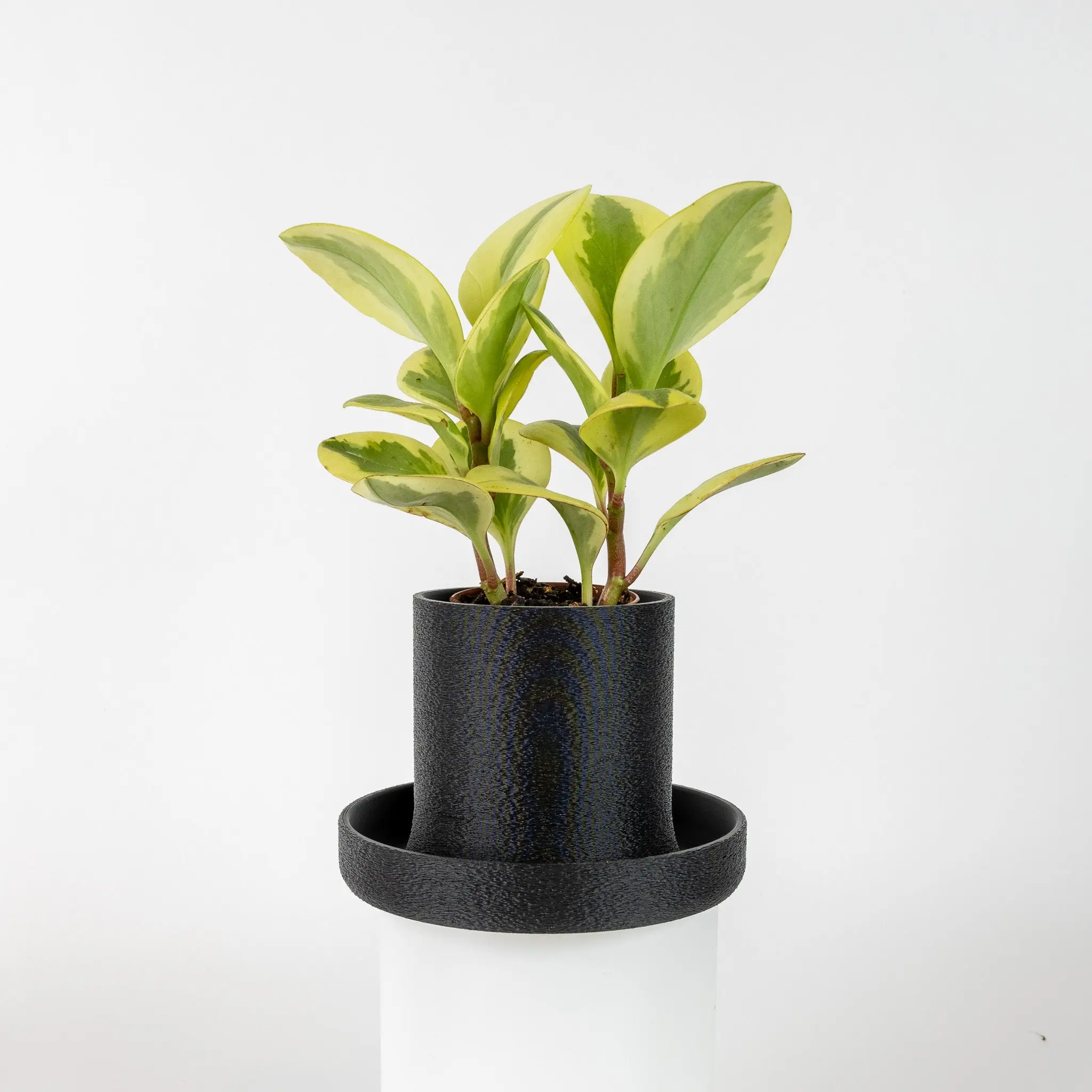 Planter + Tray for Home Garden and Plant Display