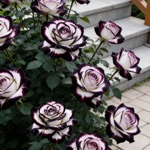 Mix Rose Seeds -200+ Flower Rose Seedsfor Planting Outdoors, Mix Colorful FlowerRose Plant Seeds Garden great gardeninggift