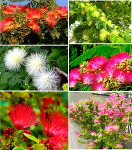 100 Mimosa Silk Tree Seeds Albizia Julibrissin Drought Tolerant Flowering Trees - Mix Blooms