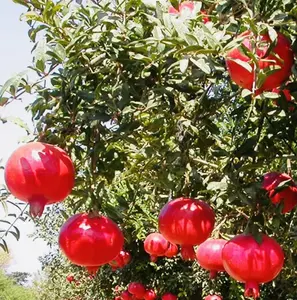 1 Live Pomegranate Tree - SMALL Rooted Starter Plant - Punica Granatum "Wonderful" (Dormant)  3" to 4 " tall