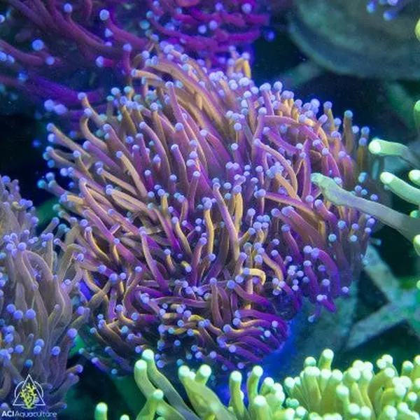 Torch Gold NEON (4-6 polyps)