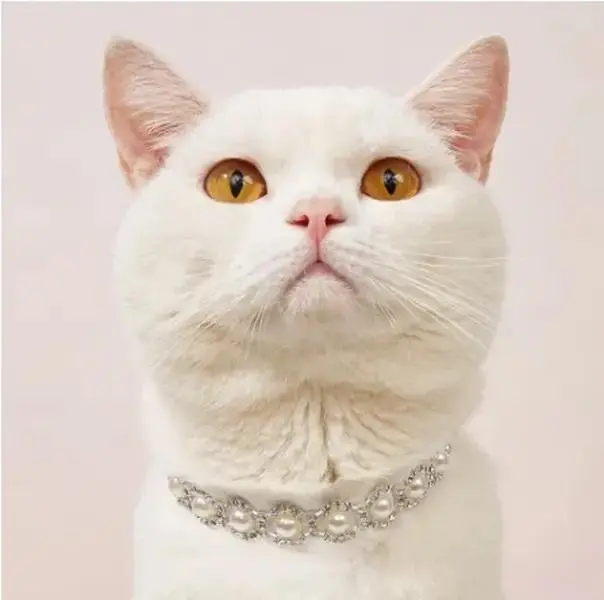 Pet Dog / Cat Collar Necklace - Pearl Necklace - Jewelry Pet Collar