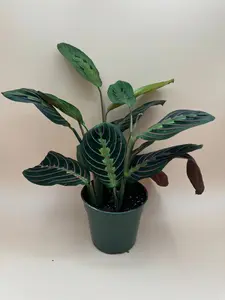 Maranta Red | 4 Inch Pot | House Plant | Live Plant