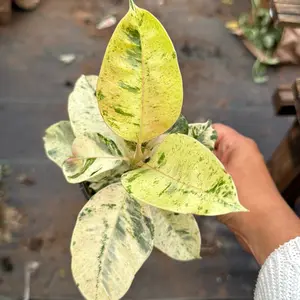 Ficus moonshine 4” pot