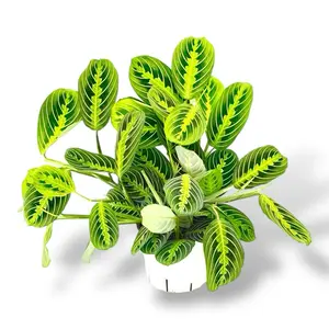 Lemon Lime Maranta, 6 Inch Pot, Live Plant