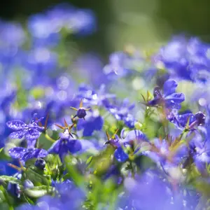 Sapphire Trail Lobelia Seeds (Lobelia erinus) Trailing lobelia with vibrant blue blooms. Perfect for hanging baskets and borders. Thrives in cool weather.