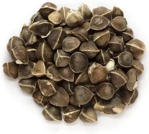 50 Moringa Seeds for Planting, Moringa Oleifera Tree Seeds for Outdoor Indoor Growing, Fast Growing Drumstick Tree Seeds for Garden Backyard, Seeds Only Not Live Plants Gardening