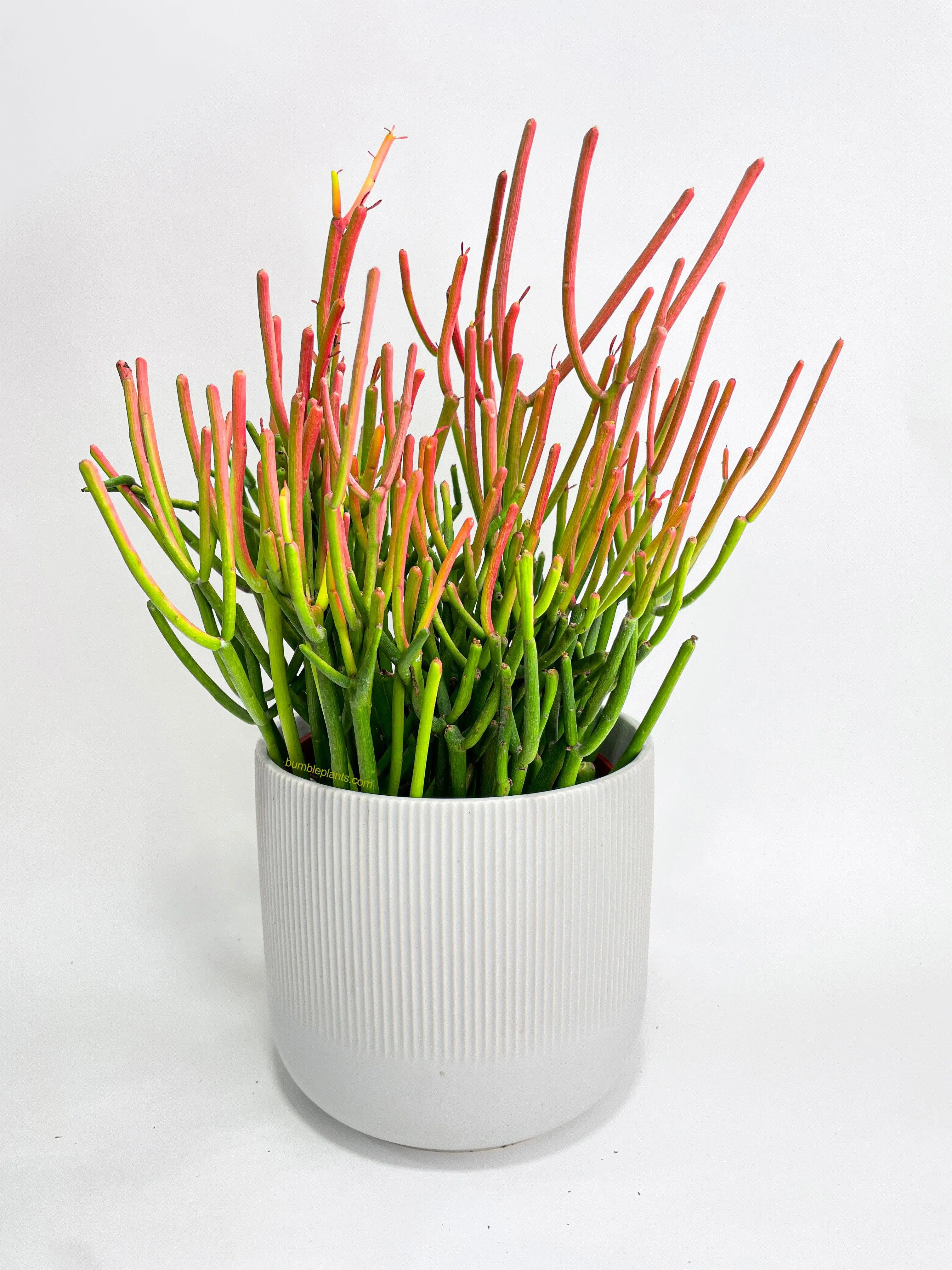 Firestick Pencil Cactus Euphorbia Tirucalli Succulent