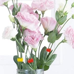 60 PCS Garland Ties Plant Cable Straps for Support Plant Growth, Adjustable Indoor/Outdoor Decorative Nylon Reusable Hook and Loop Design(Green,6 inch)