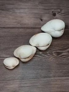Quahog Clam Shell Pairs (Mercenaria mercenaria)