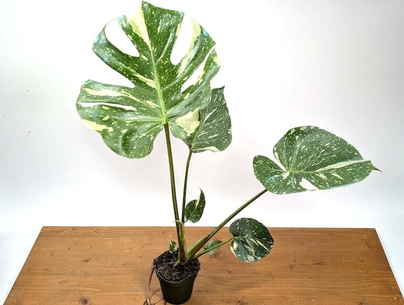 Monstera Thai Constellation - 4 inch, 6 inch, 8 inch Pots Live Tropical Aroid Plant - Perfect Houseplant Gift