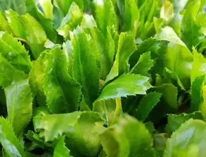 1000 Vietnamese Culantro Seeds