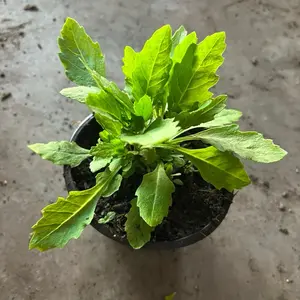 A Epazote Live Plants in 4'' Pot - Herb Plant with Green Leaves, Organic Growth