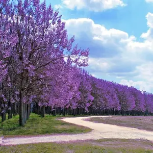50 Royal Empress (Paulownia tomentosa) Seeds "FASTEST GROWING TREE in the WORLD"