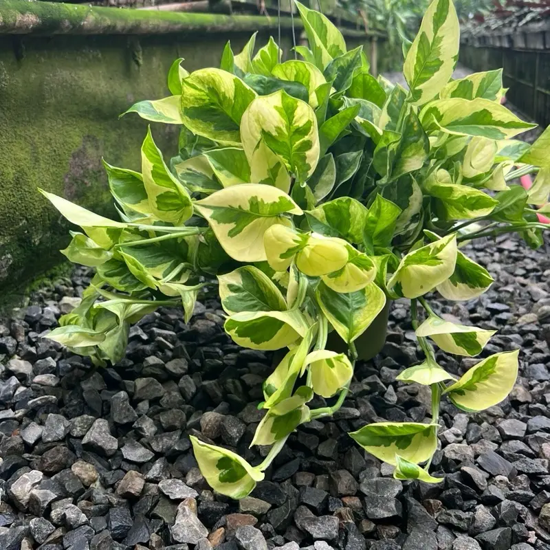 Pothos Monet Sol “Lemon Meringue” | Rare Chartreuse Pothos | 6” pot