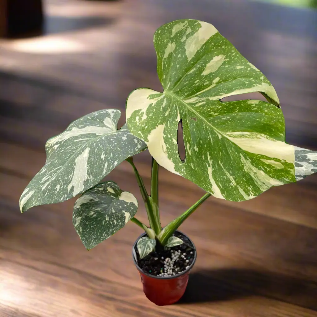 Monstera 'Thai Constellation'