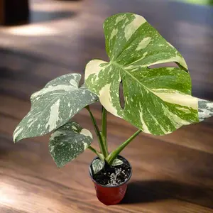 Monstera 'Thai Constellation'