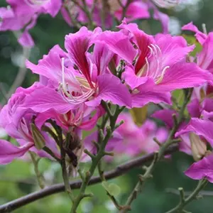 10 Bauhinia Orchid Seeds Butterfly Cercis Fragrant Bonsa Blakeana purpurea Free shipping